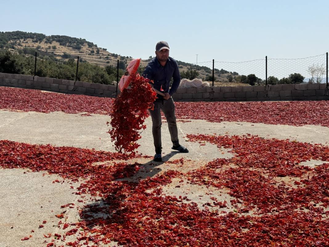 Kilis'te hasadın yarısı fabrikaya yarısı güneş altına yollanıyor 2